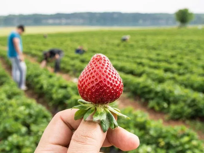 Zaskakujące stawki: ile naprawdę można zarobić na truskawkach w Holandii?