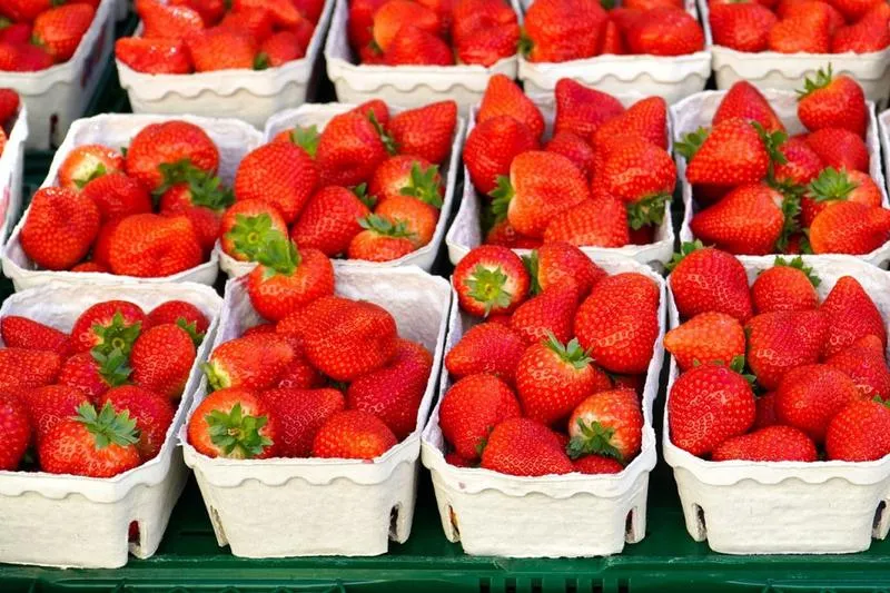 Zarobki przy zbiorze truskawek w Holandii