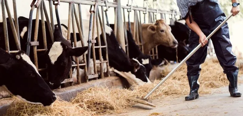 Zatrudnianie pracowników w rolnictwie